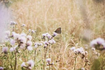 Vlinder in een wilde weide van Stefanie Hürrich