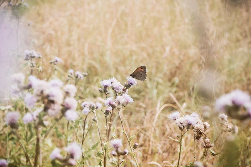 Butterfly in a wild meadow by Stefanie Hürrich