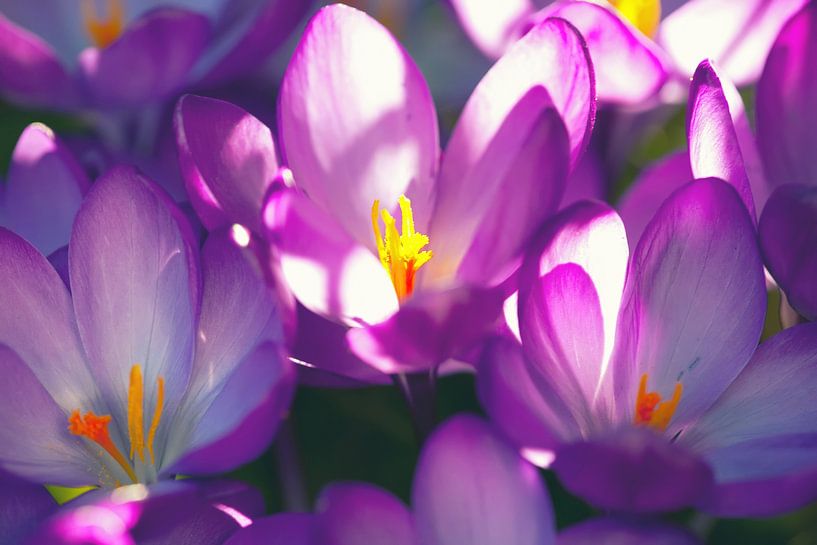 Crocus by Bo Valentino