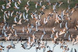 Uferschnepfen im Flug von Jarno van Bussel