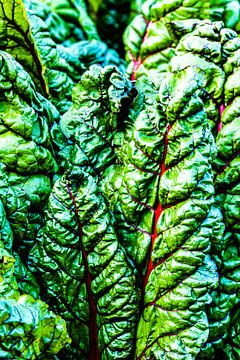 Chard leaves by Dieter Walther