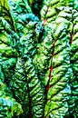 Chard leaves by Dieter Walther thumbnail