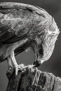 Roofvogel eet prooi