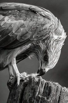 Raubvogel frisst Beute von Foto Studio Labie