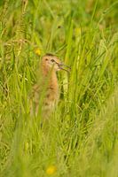 Uferschnepfe (Limosa limosa), Küken auf einer Wiese