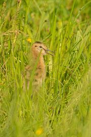 Uferschnepfe (Limosa limosa), Küken auf einer Wiese von Marcel van Kammen