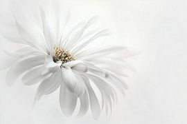 Delicate White no.1 by Studio BB