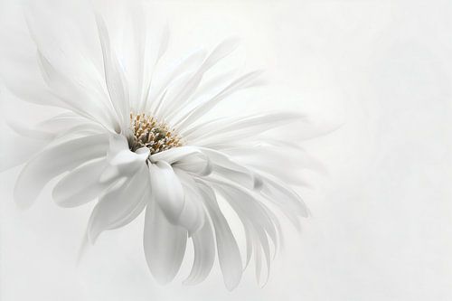 Delicate White no.1