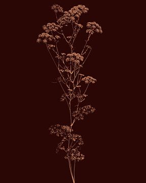 Plant Sunlight | Illustration | Brown | Light by Jansje Kamphuis