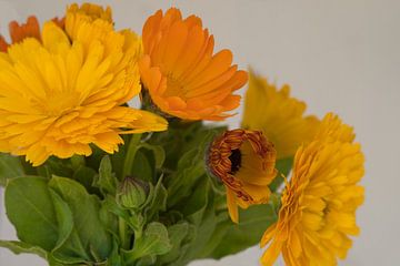 Golden yellow and orange marigold blooming in April by Jolanda de Jong-Jansen