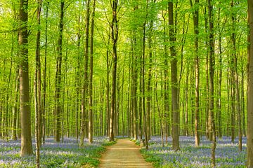 The beautiful Hallerbos in Flanders by KC Photography