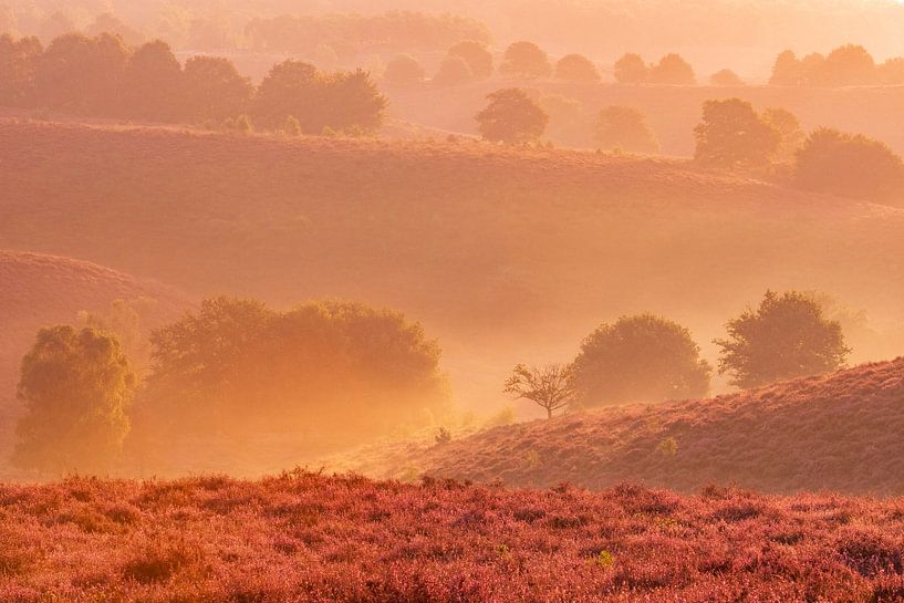Lever de soleil sur les champs de bruyères en fleurs dans les collines par Sjoerd van der Wal Photographie