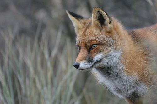 vosje Amsterdamse waterleiding duinen van Corinne Alferink