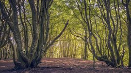 Une magnifique forêt dans le Jutland, au Danemark sur PhotoCluster