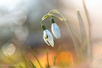 Beauty Snowdrops van Marjorie Ruts