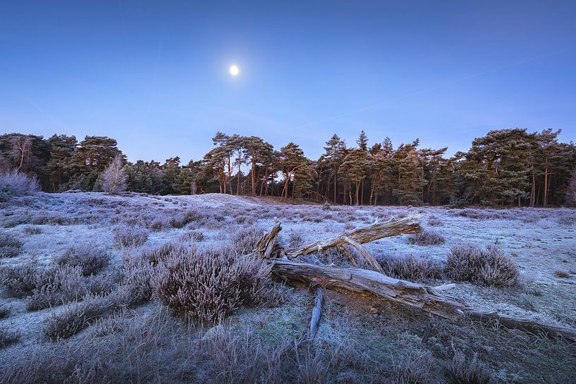 Winter on the heath in Gelderland | Landscape photo with the moon by Marijn Alons