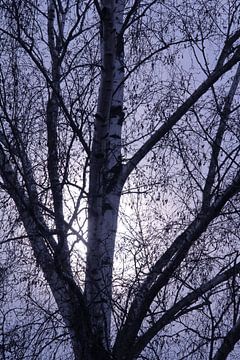 Winter berkenbomen met opkomende maan van Imladris Images