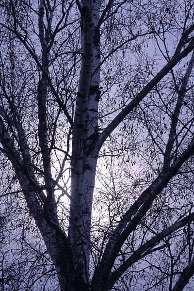Winter birch trees with rising moon by Imladris Images