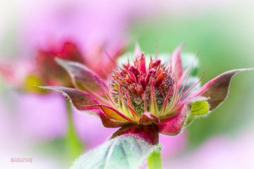 Bergamotplant 5 Monarda Adam van Henry van Schijndel