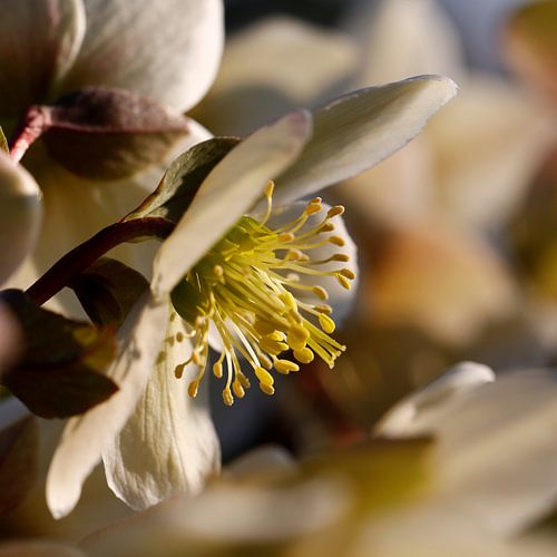 Weihnachtsrose / Helleborus