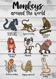 Aapsoorten van over de hele wereld in een stijlvolle presentatie