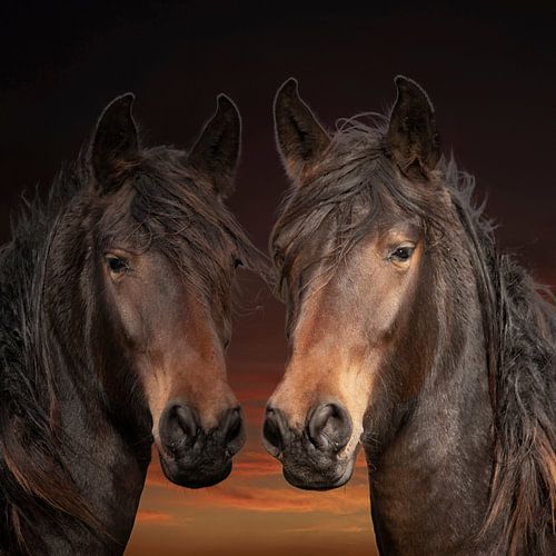 Horses, 2 horses in different colors