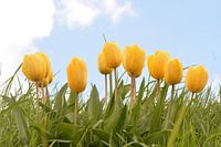 Winkende Tulpen Teil II