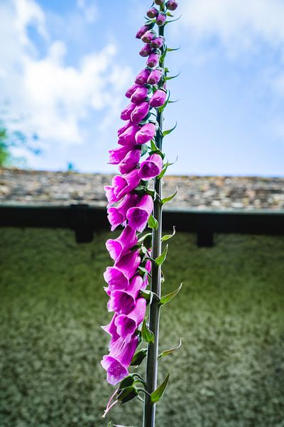 Paarse bloemen van Deborah Zannini