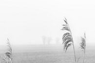Reed grass in fog landscape by Frank Andree thumbnail