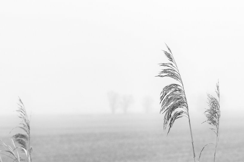 Reed grass in fog landscape by Frank Andree