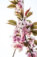 Blossom