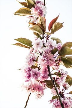 Blüte von Studio Artwa