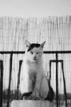 Zen