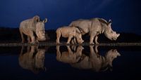 Tranquil scene of two white rhino families at a pound during the blue hour reflecting in the water by Peter van Dam thumbnail