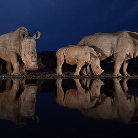 Zwei Nashornfamilien in der Abenddämmerung von Peter van Dam