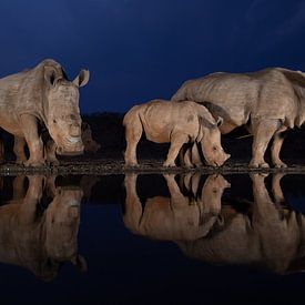 Tranquil scene of two white rhino families at a pound during the blue hour reflecting in the water by Peter van Dam