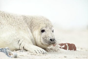 Jonge zeehond van Ronald Kromkamp