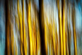 SCHLESWIG-HOLSTEIN SCHLEI ICM - springtime trees by Bernd Hoyen