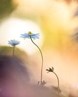 Wood anemones in sunlight
