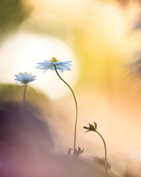 Wood anemones in sunlight by Willem Louman