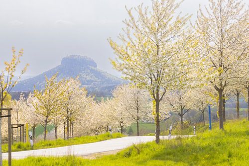 Lilienstein