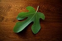 Elegant fig leaf
