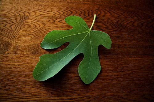 Botanische elegantie – close-up van vijgenblad