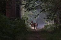 Überraschung auf einem Waldweg