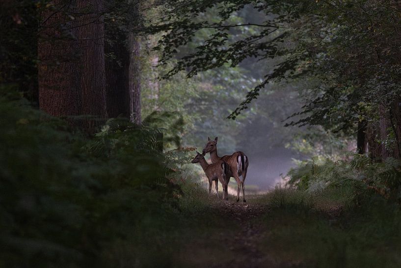 Überraschung auf einem Waldweg von Ria van den Broeke
