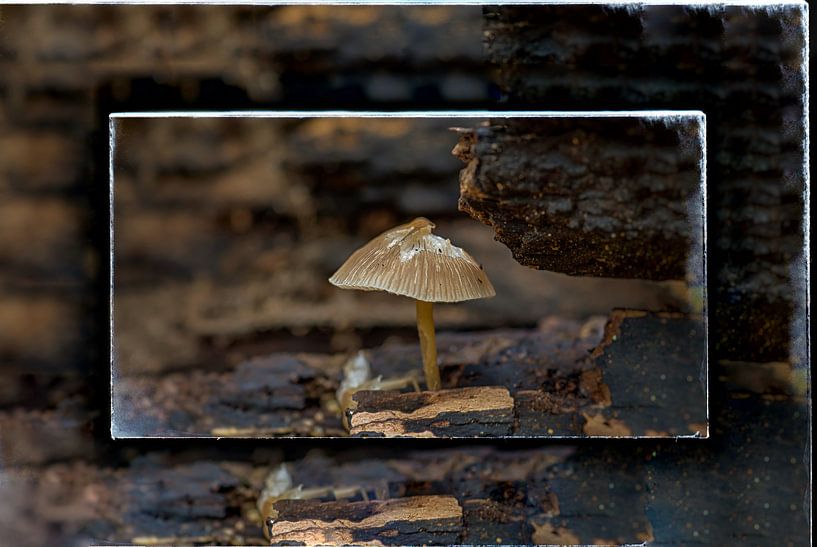 Champignon solitaire par Henk Schmitz