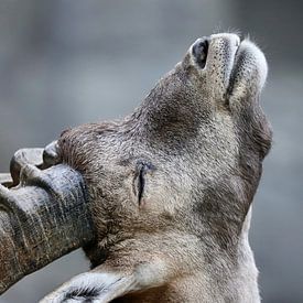 Ibex, Switzerland by Beat Hühnli