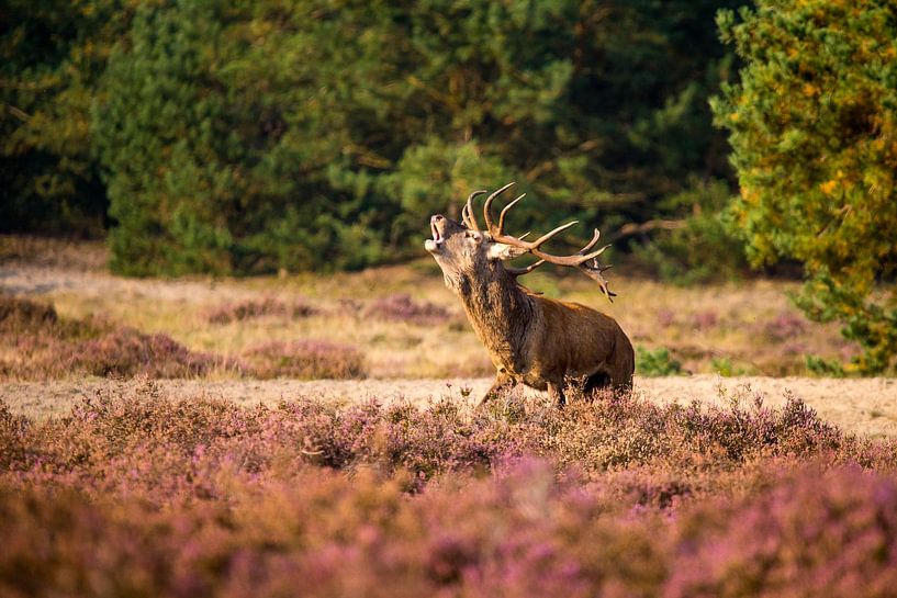 Bellowing Red Deer by Annemarie Goudswaard