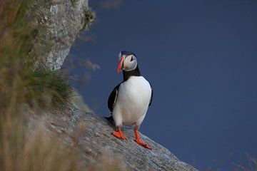 Puffins in the last evening light Norway by Frank Fichtmüller