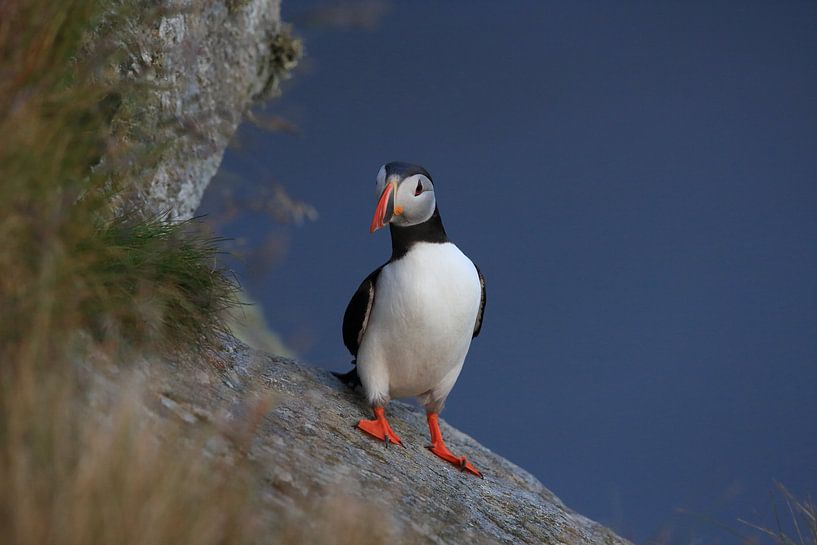 Macareux dans la dernière lumière du soir Norvège par Frank Fichtmüller